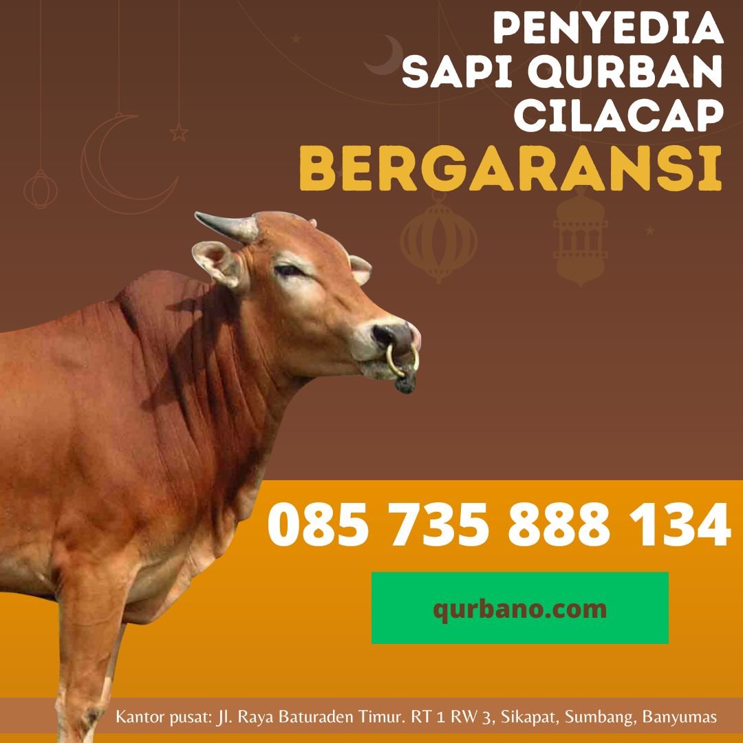 Sapi Qurban Pak Sartim Saliwangi: Menyambut Idul Adha dengan Kepedulian Cilacap